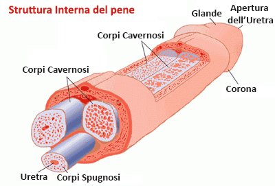 anatomie du pénis