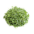 Image of Bacopa