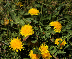 dente di leone fiore