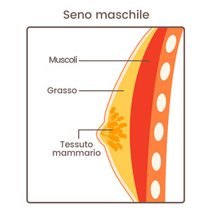 gynecomax info right side