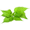 Nettle Leaf
