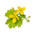 Stinkende Gouwe Plant