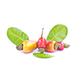 Cashew Plant