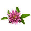 Estratto di fiore di trifoglio