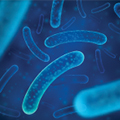 Enterococco Faecium