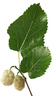 LA VEGECLARINA