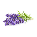 image of Lavender Oil