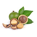 Macadamia nuts