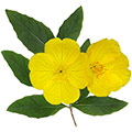 Evening Primrose flower