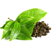 Estratto di Tè Verde
