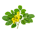 Olio essenziale di Palissandro