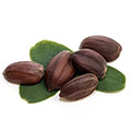 Jojoba nuts