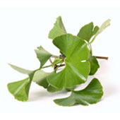 Foglie di Ginkgo Biloba