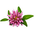 Estratto di fiore di Trifoglio