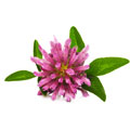 image of soybean