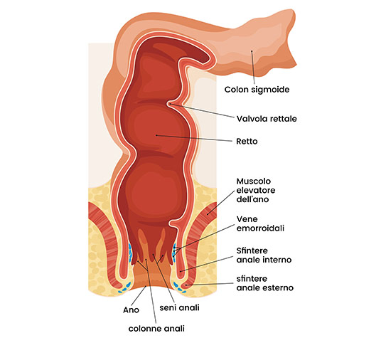 anatomia dell’ano