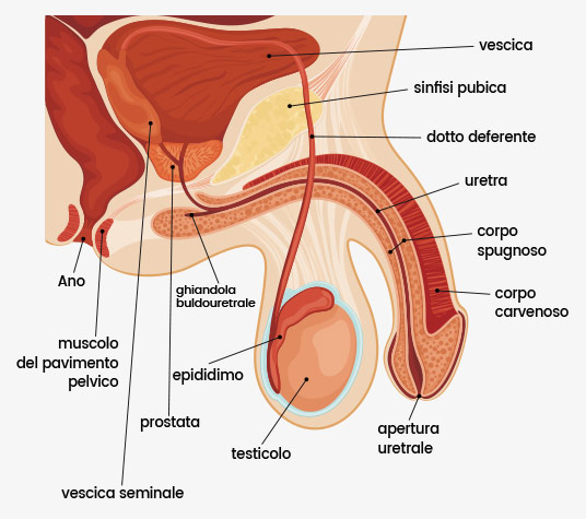 struttura del pene umano