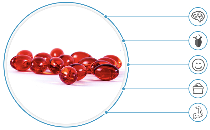 krill oil info