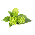 Hops